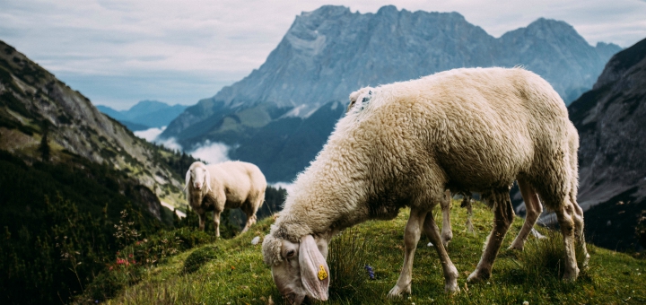 Uld uldprodukter friluftsliv uldens egenskaber
