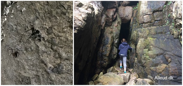 Grotte edderkop grotteedderkop Den sorte gryde klippehule Bornholm Meta Menardi