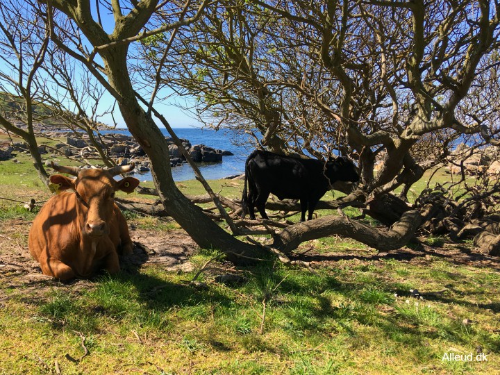 Hammerknuden Bornholm hammeren kyststien vandring kvæg