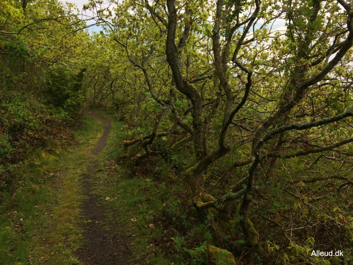 Egekrat natur landskab vandring Kyststien