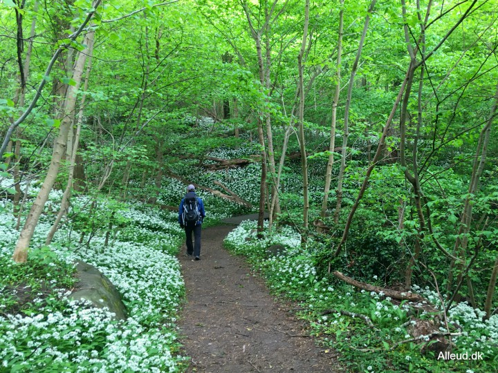 Kyststien Bornholm Ramsløg