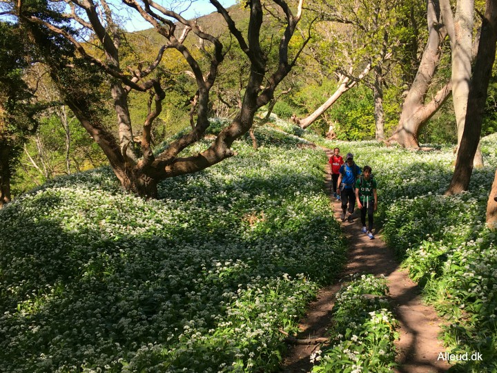 Slotslyngen Bornholm Danmark ramsløg